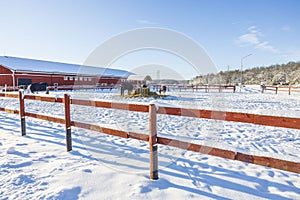 Group of horses on rest in winter field. Animals concept. Beautiful animals backgrounds.