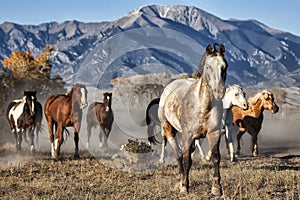 A Leader of Running Horses with Mountain Backdrop photo