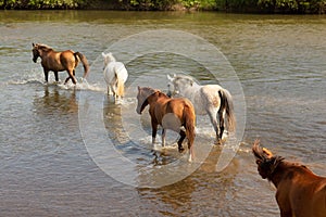 A group of horses running in the water across the river