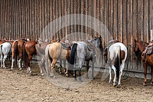 Group of horses saddled and bridled up ready for a trail ride, lined up along barn outside wall