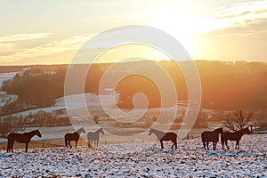 Group of horses on a snowy field, sunset scenery