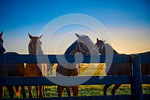Group of horses standing along wooden fence