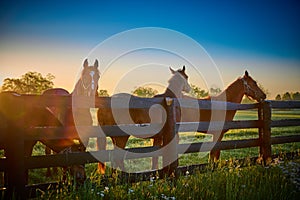 Group of horses standing along wooden fence with sun flare