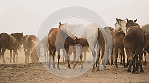 A group of horses standing in dust