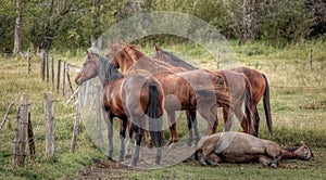 A group of horses stare over the fence into the countryside while a young horse sleeps on the ground