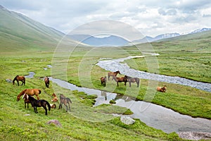Group of horses on summe pasturage