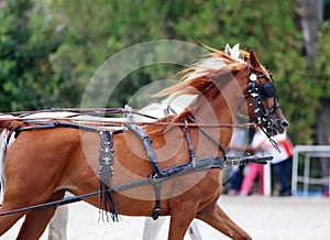 Group of horses towing a carriage