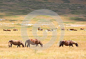 group of horses in the wild grazing and grazing the grass undist