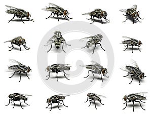 Group of Housefly isolated on white background.