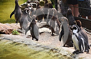 A group of Humboldt penguins.