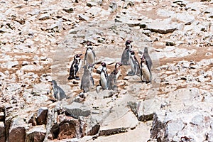 A group of Humboldt penguins at the Ballestas Islands in Peru