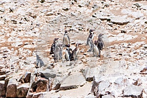 A group of Humboldt penguins at the Ballestas Islands in Peru