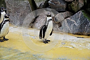 Group of Humboldt penguins standing beside pool