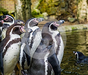 Group of humboldt penguins standing at the water side, Water birds from the pacific coast, Threatened animal specie with