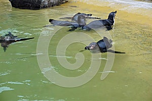 Group of Humboldt penguins swimming in basin