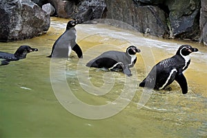 Group of Humboldt penguins walking out of pool