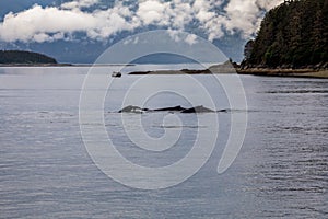 A group of humpback whales