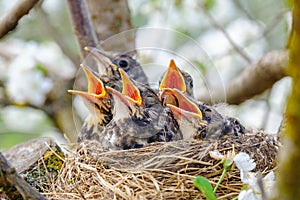 Group of hungry baby birds sitting in their nest on blooming tree with mouths wide open waiting for feeding. Young birds cry