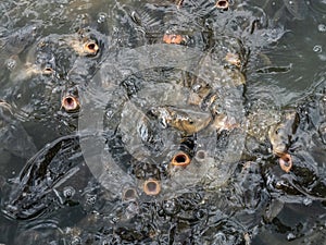 Group of hungry carp inside a pond