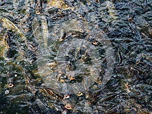 Group of hungry carp inside a pond