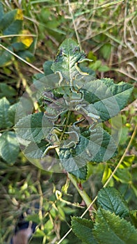 A cluster of green hungry caterpillars eating the leafs of a plant