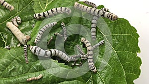 Group of hungry Domestic silk moth silkworms