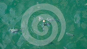 Group of hungry fish eating bread crumbs on the surface of the sea