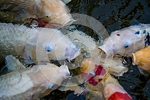 Koi fish in a koi pond