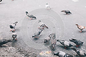 A group of hungry pigeons eating bread in the city street