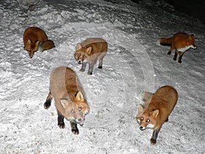 Group of hungry polar foxes straying in the night in search of food. Feeding wild polar foxes