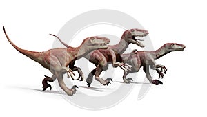 Pack of Dromaeosaurs, hunting theropod dinosaurs, 3d illustration isolated on white background photo
