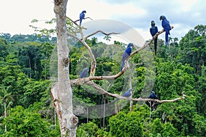 Group of hyacinth macaw (Anodorhynchus hyacinthinus)