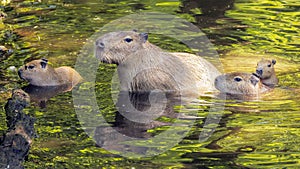 A group of Hydrochoerus hydrochaeris Capybaras