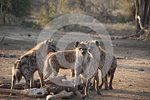 Group of hyenas eating a giraffe