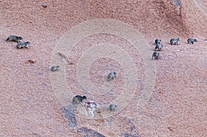 A group of Hyraxes
