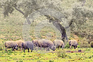 Group of Iberian pig in the meadow, Spain photo