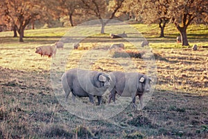 Group of Iberian pig pregnant, eating acorns in the meadow of th