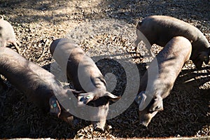 Group of Iberian pigs looking at the camera under the holm oaks in Dehesa or field. Concept of Iberian ham and nutrition
