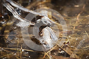 Group of iberian water frogs resting in a pond Pelophylax perezi