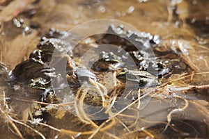 Group of iberian water frogs resting in a pond Pelophylax perezi