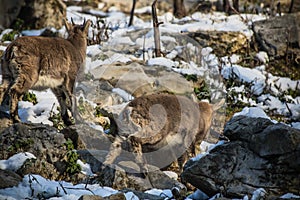 Group of ibex in winter season