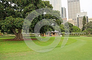 Group of ibis under the tree