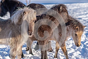 Group of Icelandic horse foals with long winter fur