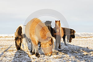 A group of Icelandic horses behind a barbed wire fence in the sn