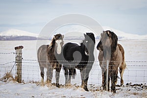 A group of Icelandic horses behind a barbed wire fence in the sn