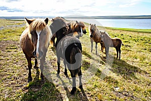 Group of Icelandic horses with foals on green grass, domestic animals, landscape