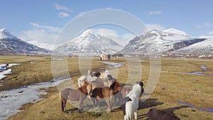 A group of Icelandic Ponies in the pasture with mountains in the background Icelandic horses. The Icelandic horse