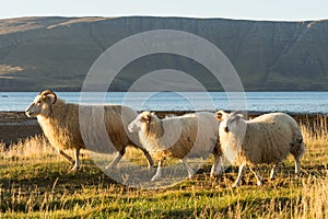 Group of icelandic sheep at the bay