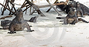 Group of iguanas on the Tortuga Bay beach in the Galapagos Islands