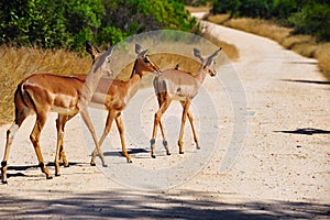 Group of Impala Antelopes (Aepyceros melampus)